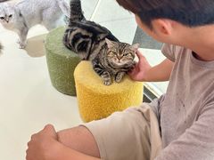 -三花喵·撸猫购宠·宠物生活馆(虹桥南丰城店)