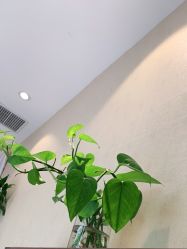 -罗亚帝造型