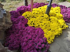 -菊花台公园