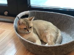 -momokira米努特·德文卷毛猫·棉花面纱犬