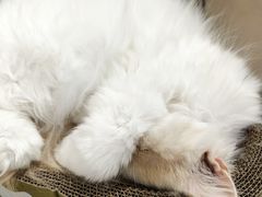 -平行世界·猫咖(首经贸店)