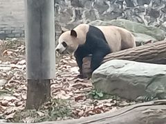 -都江堰中华大熊猫苑