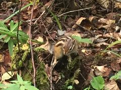 -五营红松林海景区