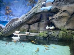 -海合安青岛极地海洋公园