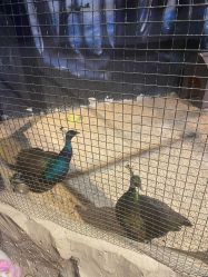 -酷嗒动物文化乐园(cutezoo西溪乐天城店)