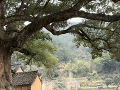 -杨家堂村
