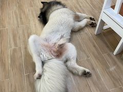 -李小姐の猫咖啡馆(五角场店)