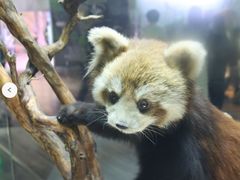 -陕西自然博物馆