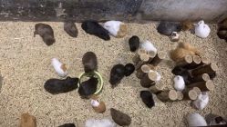 -酷嗒动物文化乐园(cutezoo西溪乐天城店)