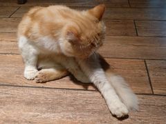 -more than meow吴止猫主题餐厅(承德 中船汇店)