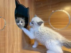 -猫十亿·布偶金渐层·曼基康矮脚猫舍(青年路店)