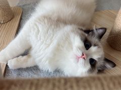 -猫十亿·布偶金渐层·曼基康矮脚猫舍(青年路店)