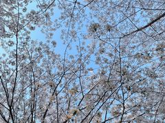 -高东镇樱花园