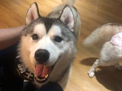 -Husky Go! 哈士奇体验馆·宠物咖啡厅狗咖