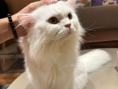 -MOCHA明星猫咖(田子坊店)
