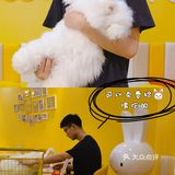 成都探店丨安哥拉巨兔超萌的