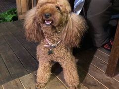 -半坡九号老挝冰咖啡
