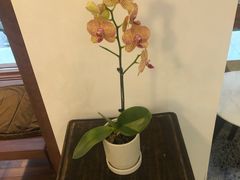 -侘寂甜品(自取店)