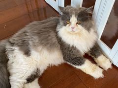 -Catmate·猫肥家润(金润铂宫店)