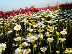 android_upload_pic-赛汗塔拉风情园