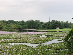 -白鹭湾湿地公园