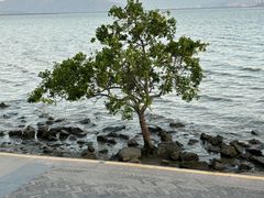-深圳湾公园(南山区)