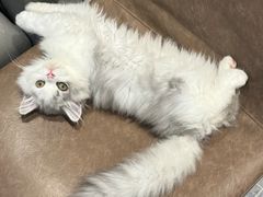 -小猫来了·猫咪专售(红山六九七九店)