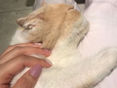 -飞行喵MR PILOT|猫舍·猫咖(静安大融城店)