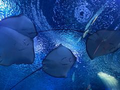 -上海海昌海洋公园