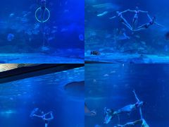 -烟台海昌鲸鲨海洋公园