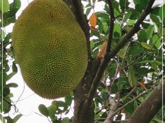 -云溪植物园