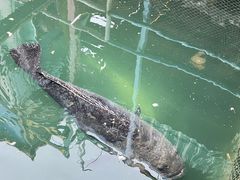 -蓝湾碧波·老字号·疍家非遗海上餐厅