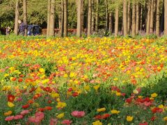 -上海共青森林公园