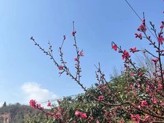 -桃源山庄·水蜜桃采摘·柴火鸡·烧烤团建(龙泉山店)