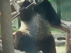 -大连森林动物园