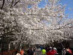-高东镇樱花园