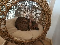 -猫腻·猫咖·撸猫馆(星光大道店)
