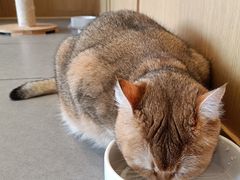 -CAT’S MEWSTAR CAFE·喵星球猫屋(晴湾咖啡店)