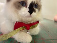 -喵喵咪呀布偶猫咖(春熙路店)