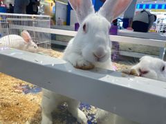 -麦当劳(龙之梦购物中心店)