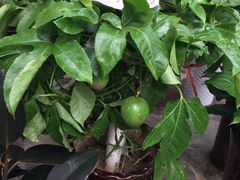 -秦美花卉(天朗·莱茵小城2期店)