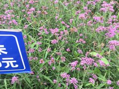 -艾溪湖湿地公园