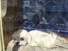 -FAELING PETS美天灵宠物(富力广场店)