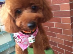 -八公叔叔宠物美容连锁(春申店)