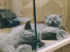 -屋虎猫馆(宝安大仟里店)