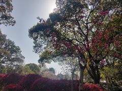 -金鸡湖桃花岛