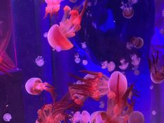 -太奥幻太奇海洋馆