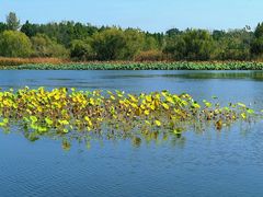-溱湖国家湿地公园