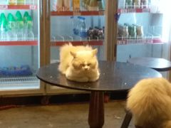 -more than meow吴止猫主题餐厅(承德 中船汇店)