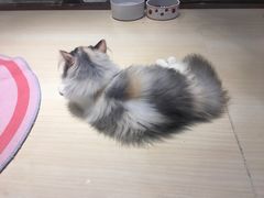-momokira米努特·德文卷毛猫·棉花面纱犬